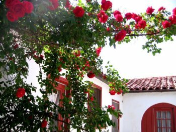 Climbing red roses bloom gaily across the editor's patio